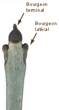 bourgeons latéraux plus bas que le bourgeon terminal