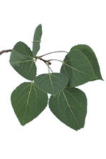feuilles du peuplier faux-tremble