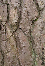 écorce du pin sylvestre