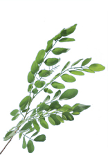 feuilles du robinier faux-acacia