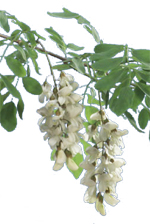 fleurs du robinier faux-acacia