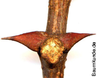 bourgeon du robinier faux-acacia