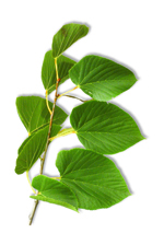 feuilles du tilleul d'amérique
